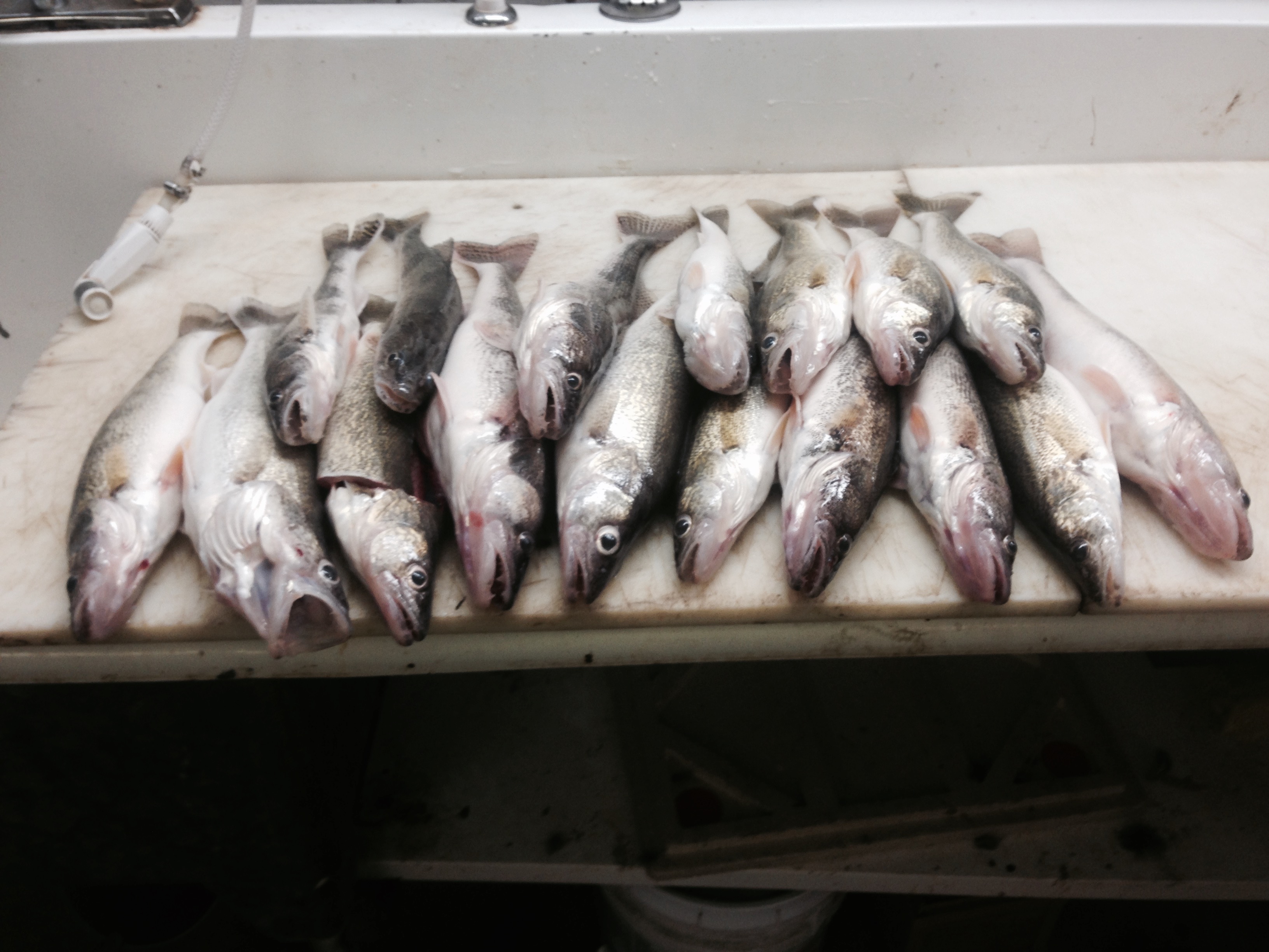 fish – Mansland Lodges
